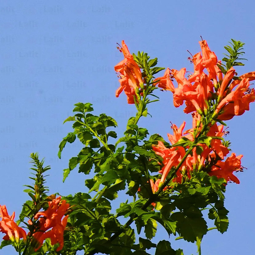 Buy Orange Trumpet Bush - Plant Online at Lalitenterprise