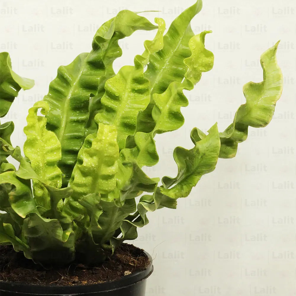 Buy Asplenium Lasagna Fern - Plant Online at Lalitenterprise