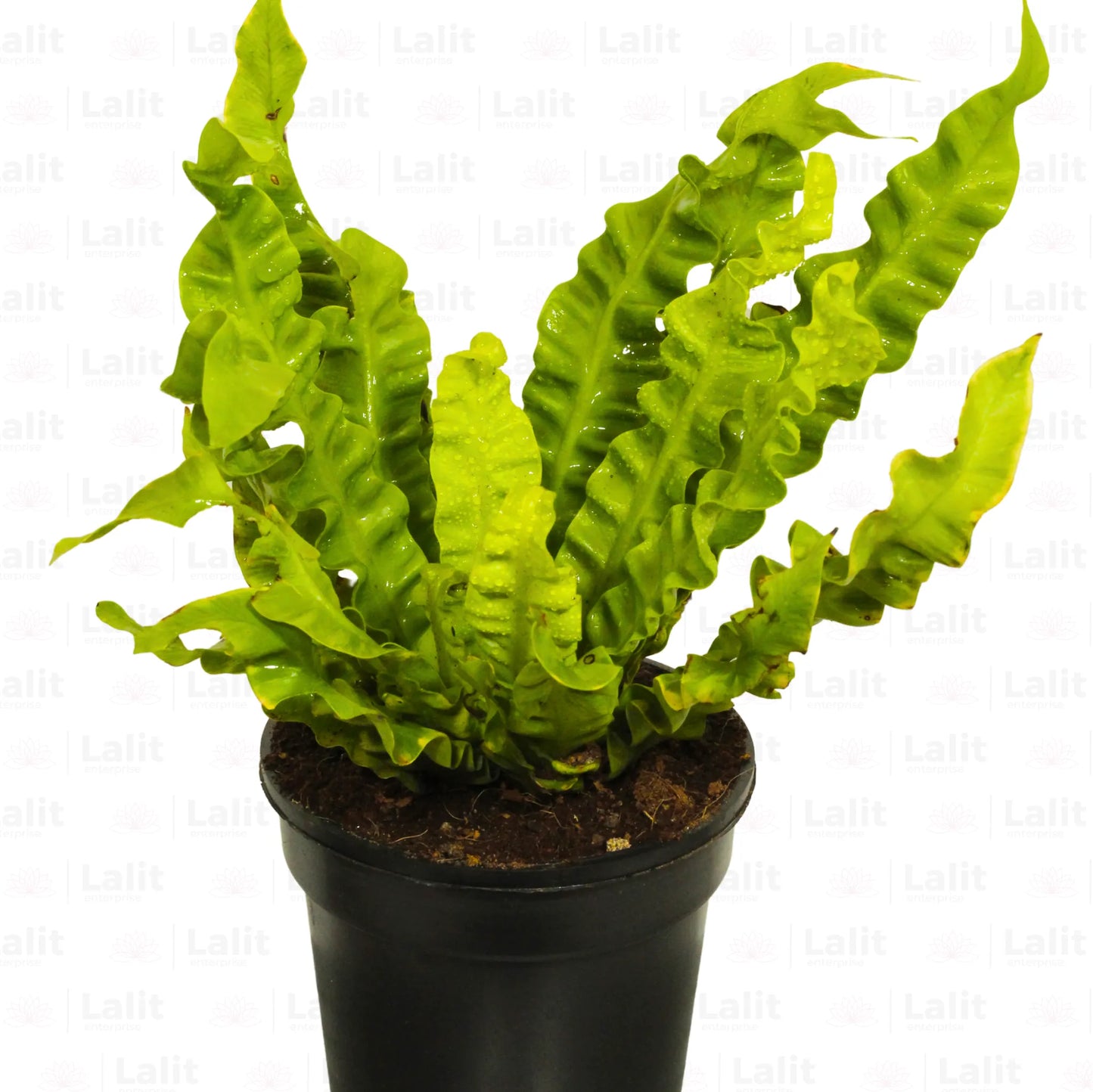 Buy Asplenium Lasagna Fern - Plant Online at Lalitenterprise