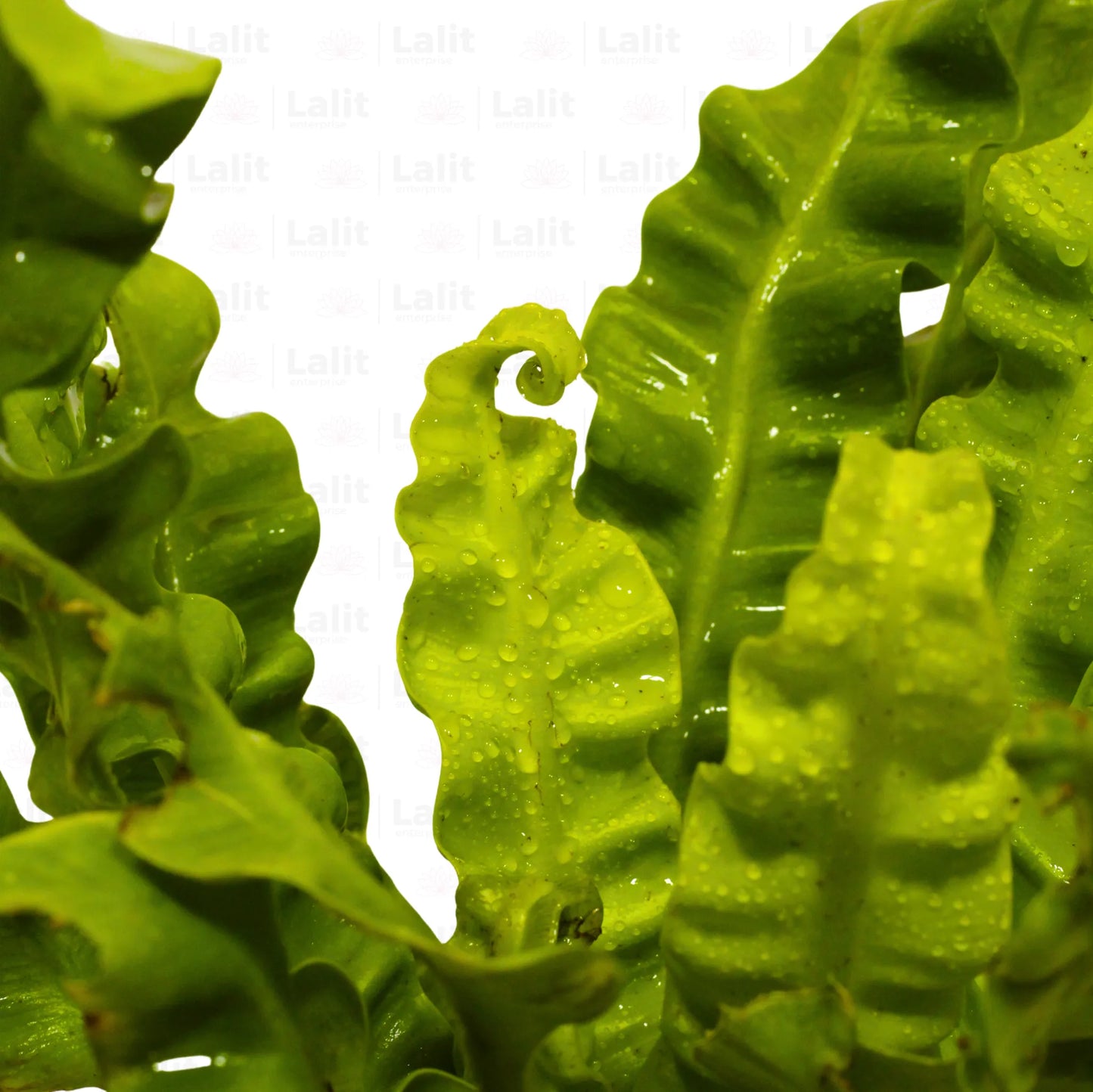 Buy Asplenium Lasagna Fern - Plant Online at Lalitenterprise