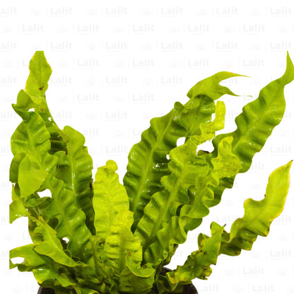 Buy Asplenium Lasagna Fern - Plant Online at Lalitenterprise