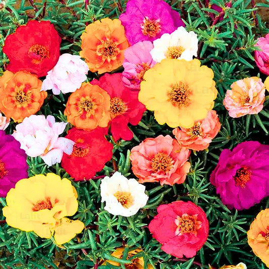 Buy Moss Rose "Pack of 6" (Multi Color) - Plant  Online at Lalitenterprise
