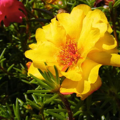 Buy Moss Rose Yellow - Plant Online at Lalitenterprise