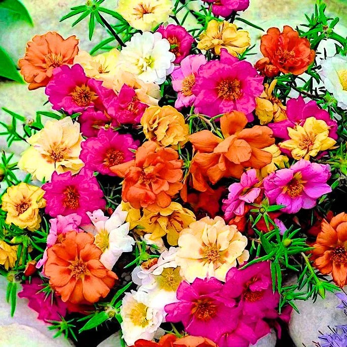 Buy Moss Rose  (Multi Color) - Plant Online at Lalitenterprise