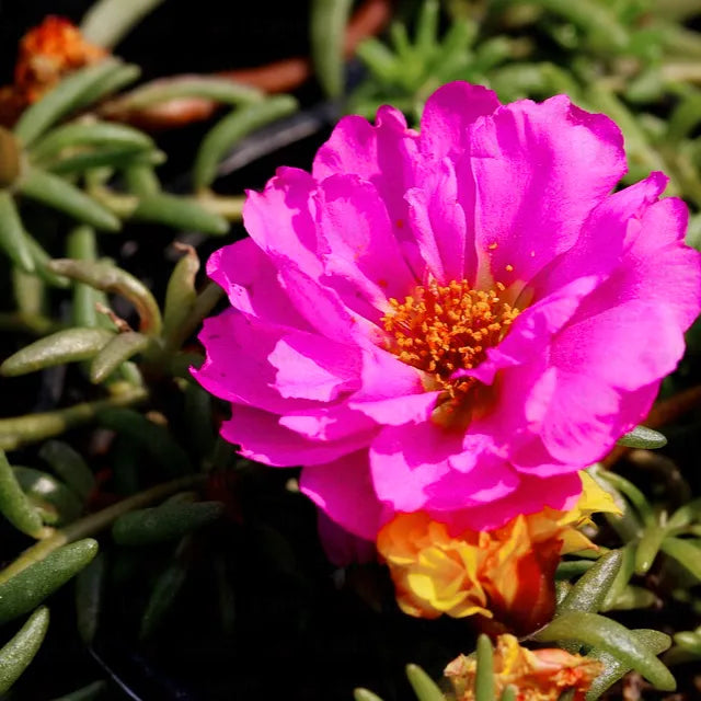 Buy Moss Rose (Portulaca Grandiflora) - Plant Online at Lalitenterprise