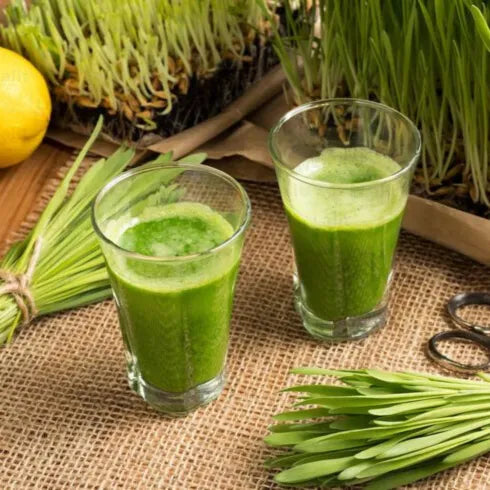 Buy Lemon Grass (Cymbopogon Citratus) Tea Grass - Plant Online at Lalitenterprise