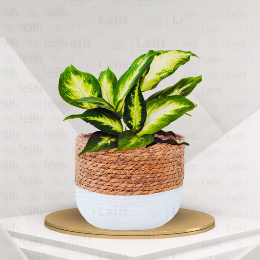 Buy Dieffenbachia Maculata Camille - Plant Online at Lalitenterprise