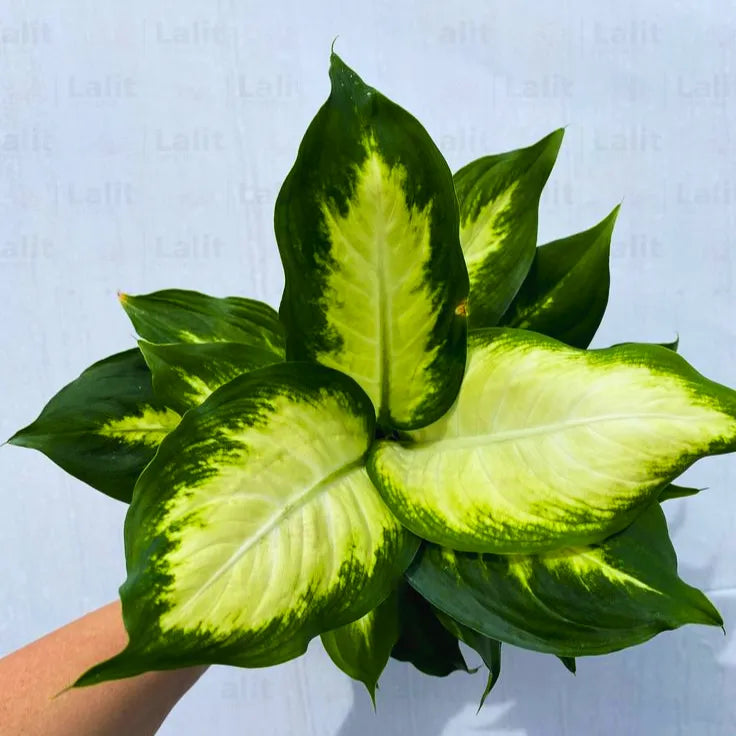 Buy Dieffenbachia Maculata Camille - Plant Online at Lalitenterprise