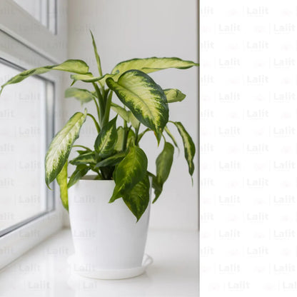 Buy Dieffenbachia Maculata Camille - Plant Online at Lalitenterprise