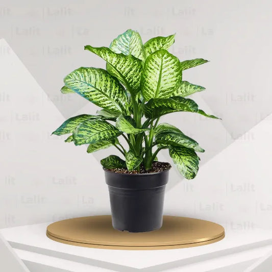Buy Dieffenbachia Seguine - Plant Online at Lalitenterprise