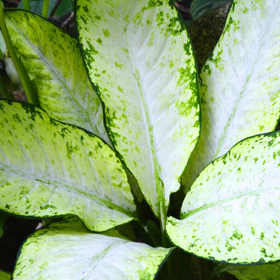 Buy Dieffenbachia Maculata - Plant Online at Lalitenterprise