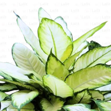 Buy Dieffenbachia Maculata - Plant Online at Lalitenterprise