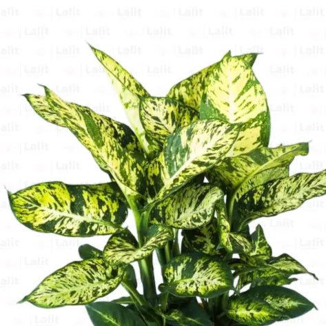 Buy Dieffenbachia Compacta - Plant Online at Lalitenterprise