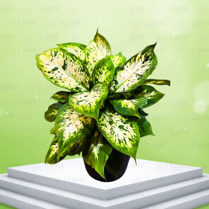 Buy Dieffenbachia Compacta - Plant Online at Lalitenterprise