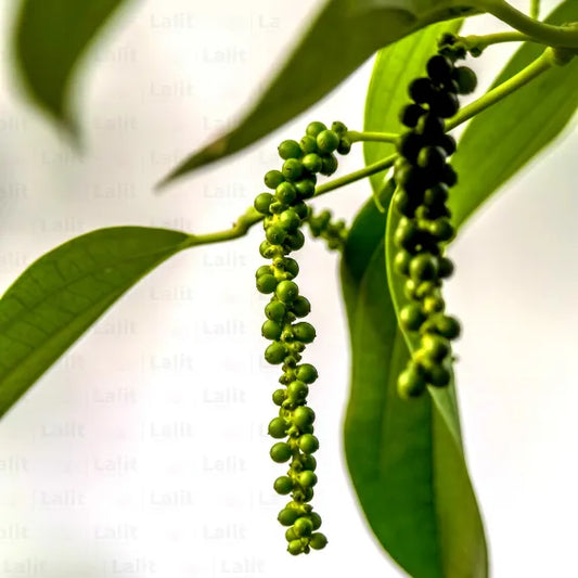 Buy “Black Pepper” - Plant Online at Lalitenterprise