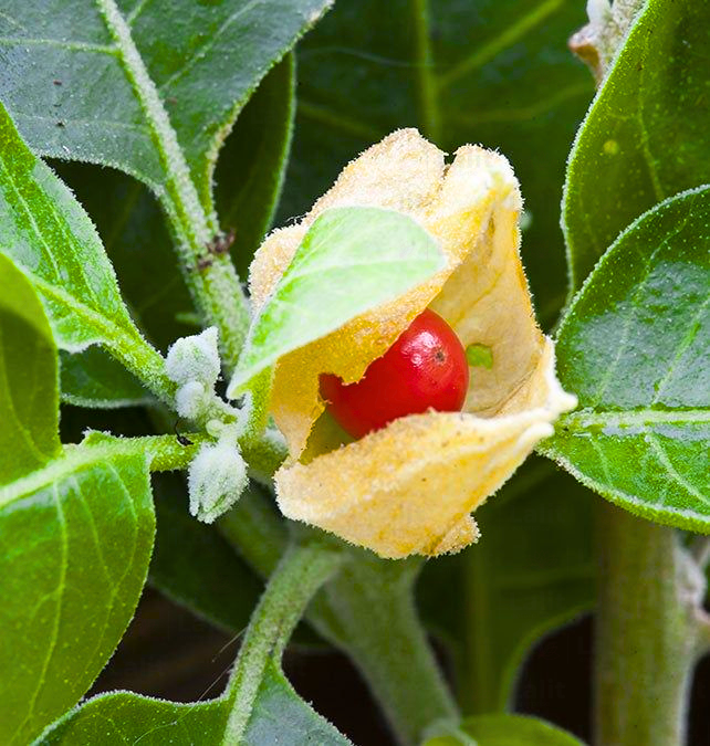 Ashwagandha (Withania Somnifera) - Plant