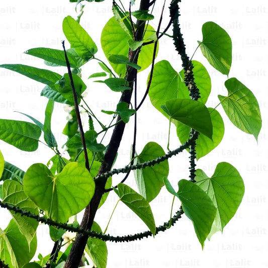 Buy Giloy (Tinospora Cordifolia) "Heart-leaved moonseed" - Plant Online at Lalitenterprise