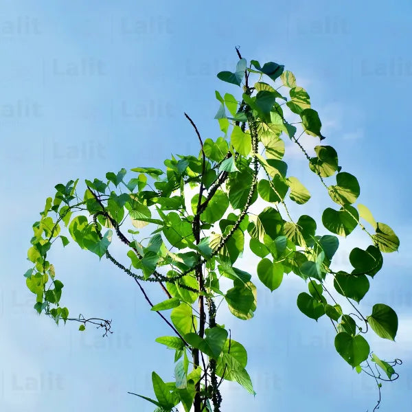 Buy Giloy (Tinospora Cordifolia) "Heart-leaved moonseed" - Plant Online at Lalitenterprise