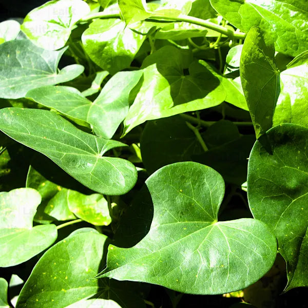 Buy "Heart-leaved moonseed" - Plant Online at Lalitenterprise