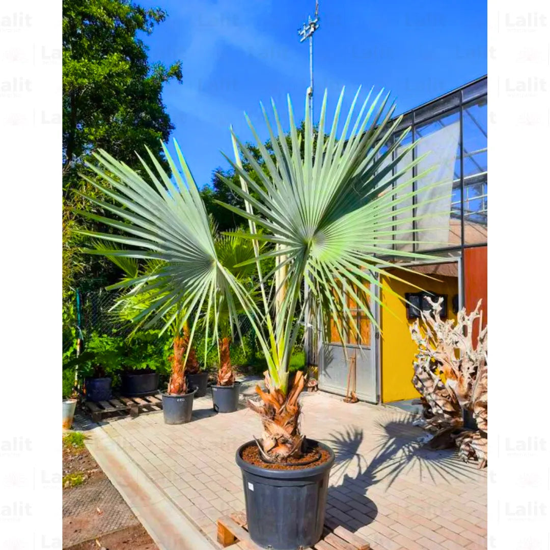 Buy Bismarck Palm - Plant Online at Lalitenterprise