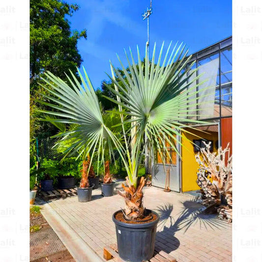 Buy Bismarck Palm - Plant Online at Lalitenterprise