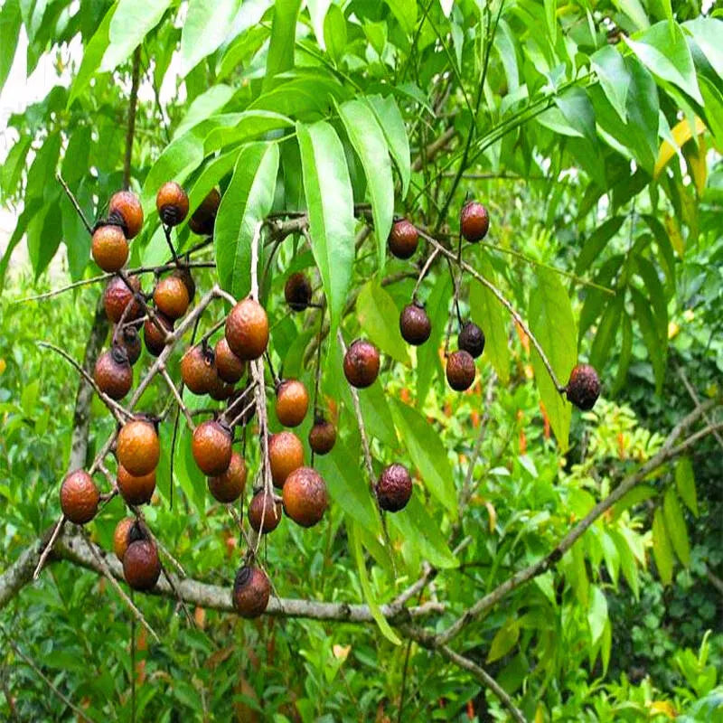 Buy Elaeocarpus Angustifolius - Plant Online at Lalitenterprise