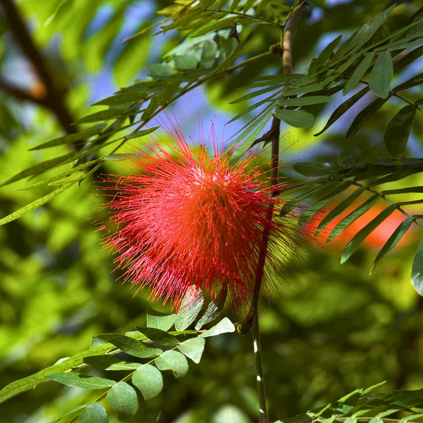 Buy Dwarf Calliandra Haematocephalam (Powder Puff) - Plant Online at Lalitenterprise