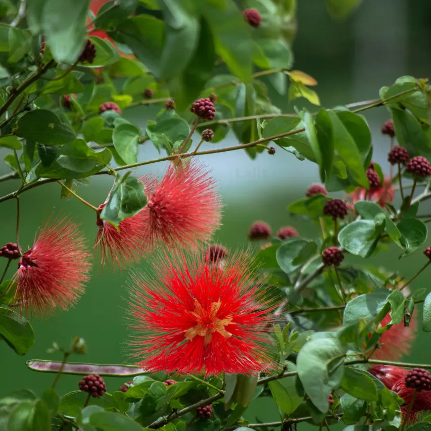 Buy Dwarf Calliandra Haematocephalam - Plant Online at Lalitenterprise