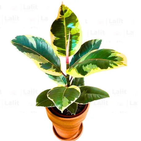 Buy Ficus Elastica 'Tineke' (Variegated Rubber Plant) Online at Lalitenterprise