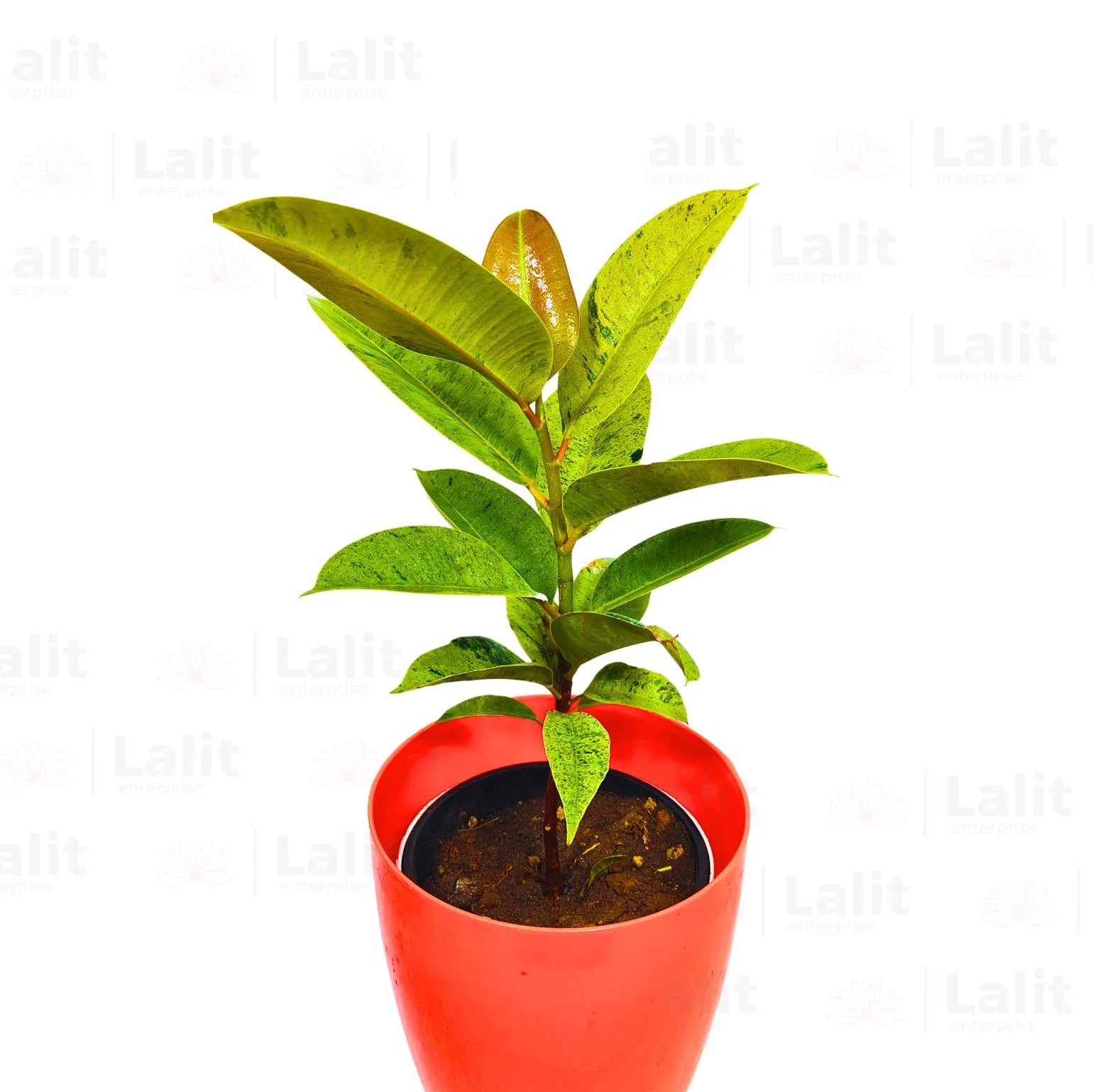 Buy Ficus Elastica (Shiveriana Moonshine) - Rubber Plant Online at Lalitenterprise