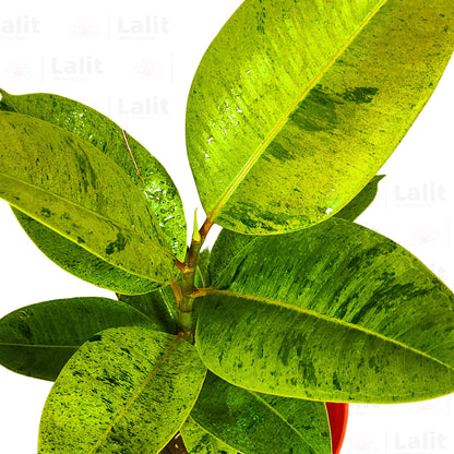 Buy Ficus Elastica - Rubber Plant Online at Lalitenterprise