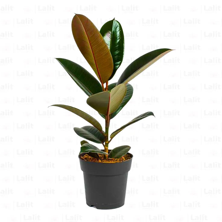 Buy Ficus Elastica | Black Rubber - Plant Online at Lalitenterprise