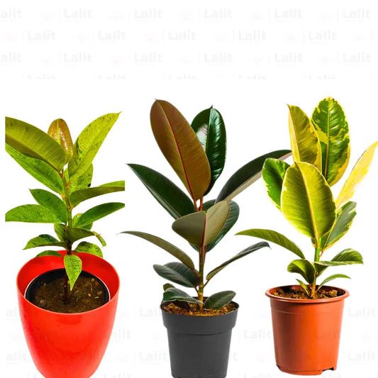 Buy Rubber Plant "Combo pack of 3" Online at Lalitenterprise
