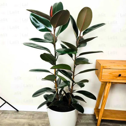 Buy Ficus Elastica | Black Rubber - Plant Online at Lalitenterprise