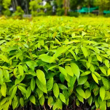 Buy African Mahogany (Swietenia Macrophylla) "Wholesale" - Plant Online at Lalitenterprise