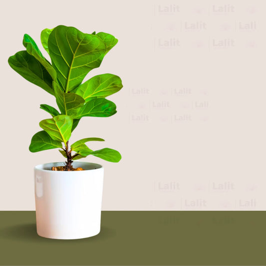 Buy Fiddle Leaf Fig (Ficus Lyrata) - Plant Online at Lalitenterprise