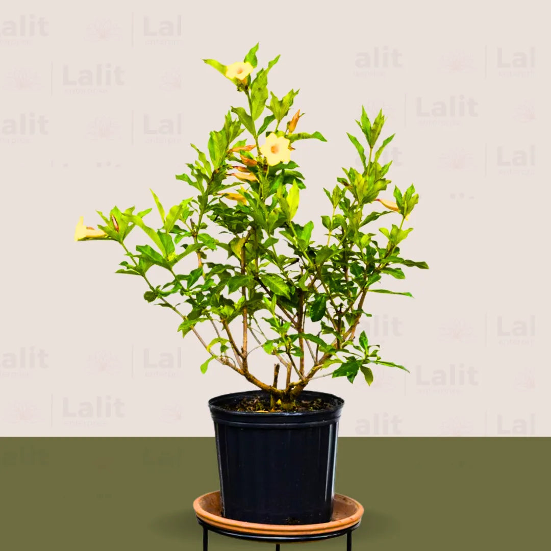 Buy Dwarf Allamanda "yellow" Bush (Pentalinon Luteum) – Plant Online at Lalitenterprise