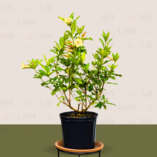 Buy Dwarf Allamanda "yellow" Bush (Pentalinon Luteum) – Plant Online at Lalitenterprise