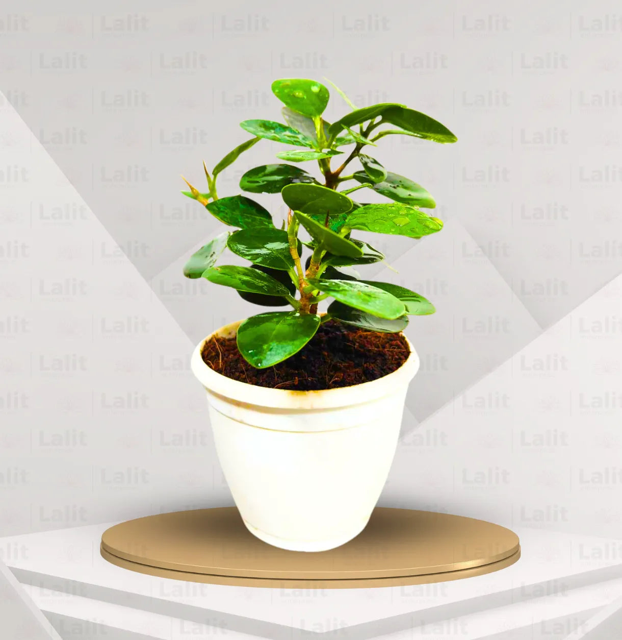 Buy Ficus Island (Microcarpa) "Dwarf" - Plant Online at Lalitenterprise