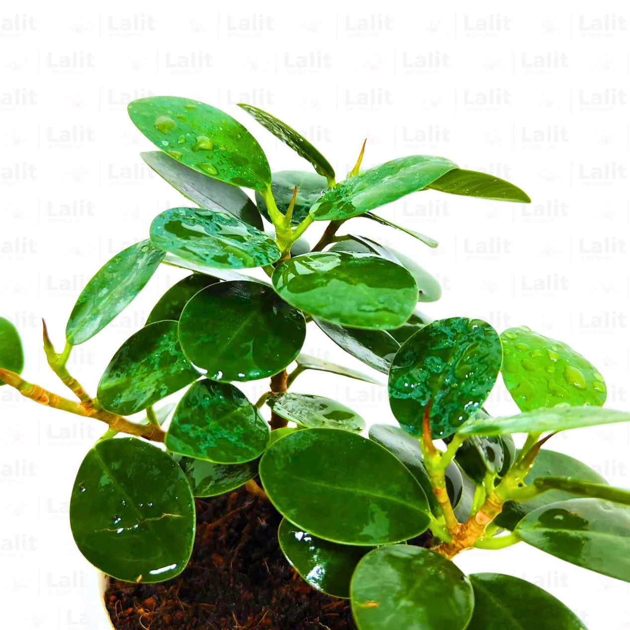 Buy Ficus Island (Microcarpa) "Dwarf" - Plant Online at Lalitenterprise