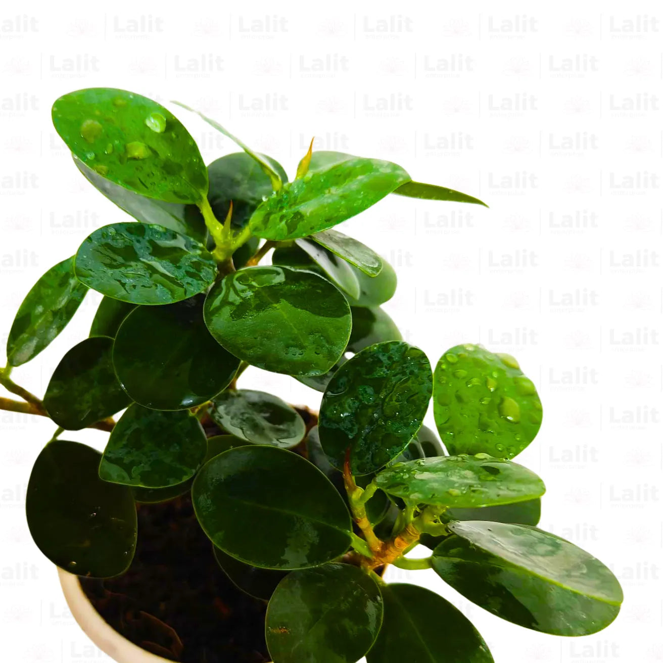 Buy Ficus Island (Microcarpa) "Dwarf" - Plant Online at Lalitenterprise