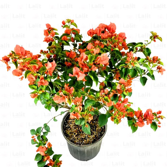 Buy Bougainvillea "Orange Flower" - Plant Online at Lalitenterprise