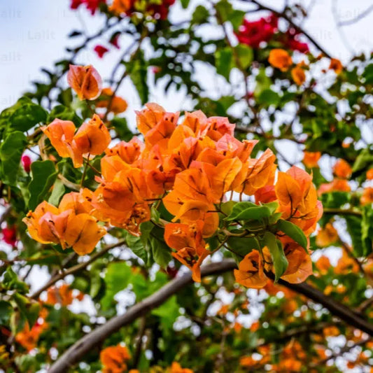 Buy Bougainvillea "Orange Flower" - Plant Online at Lalitenterprise