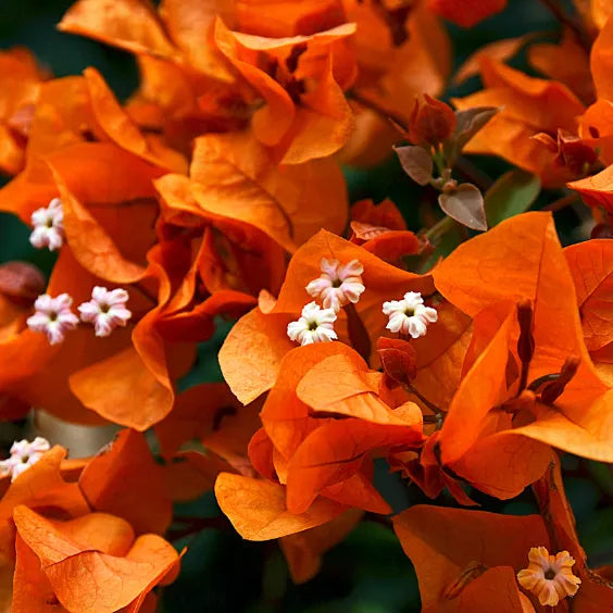 Buy Bougainvillea "Orange Flower" - Plant Online at Lalitenterprise