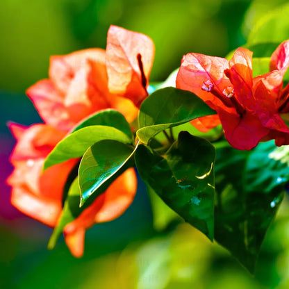 Buy Bougainvillea "Orange Flower" - Plant Online at Lalitenterprise