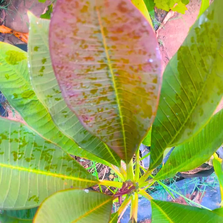 Plumeria  "Blood Red" | Frangipani, Temple Tree - Plant