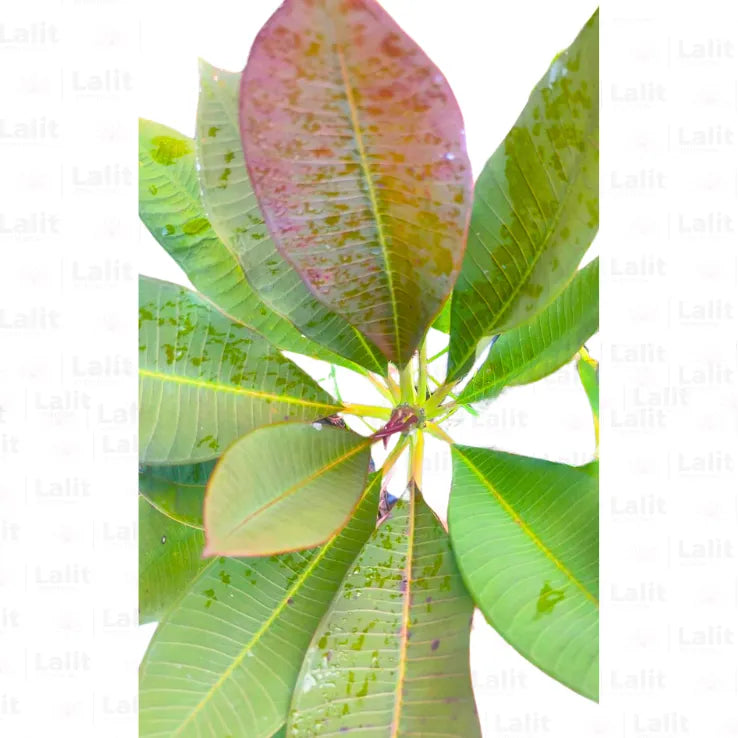 Buy Plumeria "Blood Red"  - Plant Online at Lalitenterprise