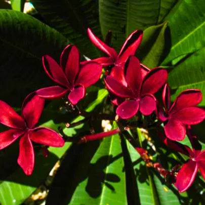 Plumeria  "Blood Red" | Frangipani, Temple Tree - Plant