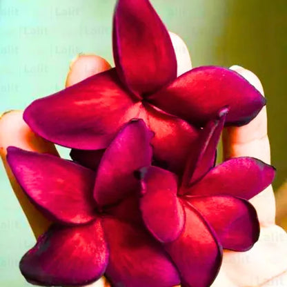 Buy Plumeria "Blood Red" | Frangipani, Temple Tree - Plant Online at Lalitenterprise