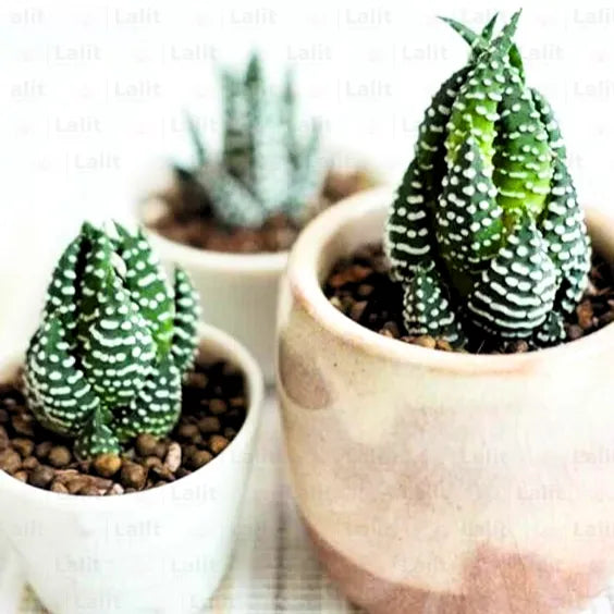 Buy Haworthia Attenuata - Plant Online at Lalitenterprise